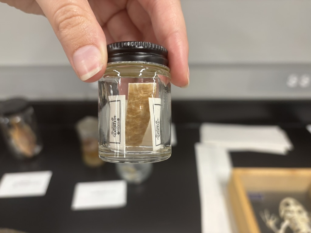 <p>What types of scales are these?</p>