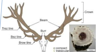 <p>burr, browtine, mainstem, and crown</p>