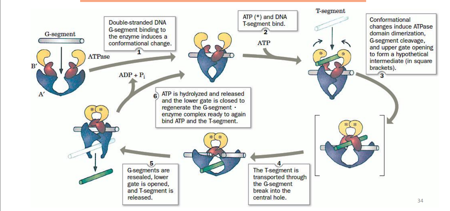 <ol><li><p>doubled stranded DNA and the G-segment binding to the enzyme induces a conformational change</p></li><li><p>ATP and DNA T segment bind</p></li><li><p>confirmational changes induce ATPase domain dimerization, G-segment cleavage, and upper gate opening to form “intermediate”</p></li><li><p>the T-segment goes through the G-segments break into the central hole</p></li><li><p>G-segments are resealed, lower gate is opened, and T-segment is released</p></li><li><p>ATP is hydrolyzed and released and the lower gate gets closed to regenerate the G segment x enzyme complex ready to again bind ATP and T-segment </p></li></ol><p></p>
