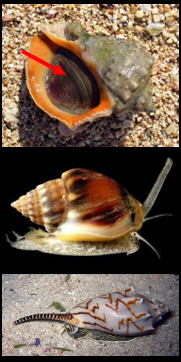 <p>Why phylum, class, and subclass are these?</p>