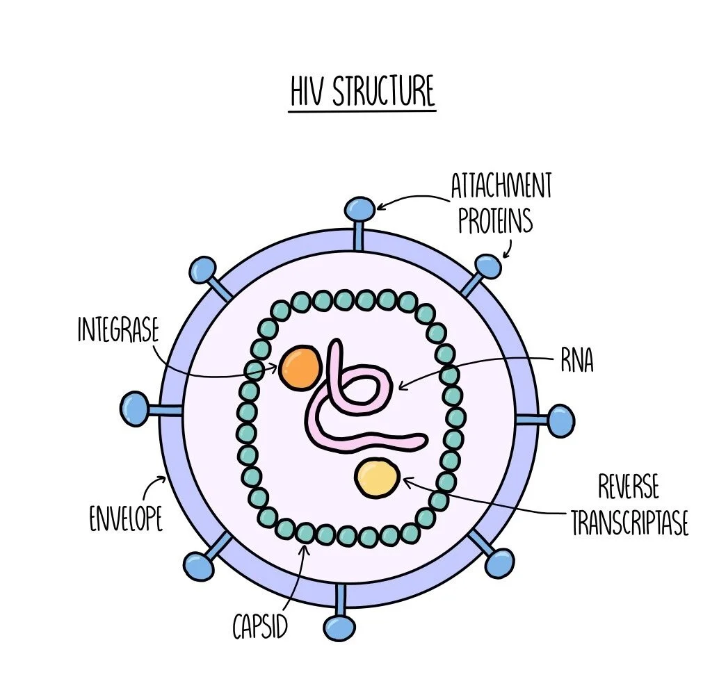 <ul><li><p>RNA</p></li><li><p>Capsid</p></li><li><p>Reverse transcriptase</p></li><li><p>Integrase</p></li><li><p>Lipid envelope</p></li><li><p>Attachment proteins</p></li></ul><p></p>