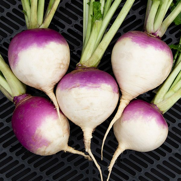 <p>What kind of USO is a Turnip?</p>