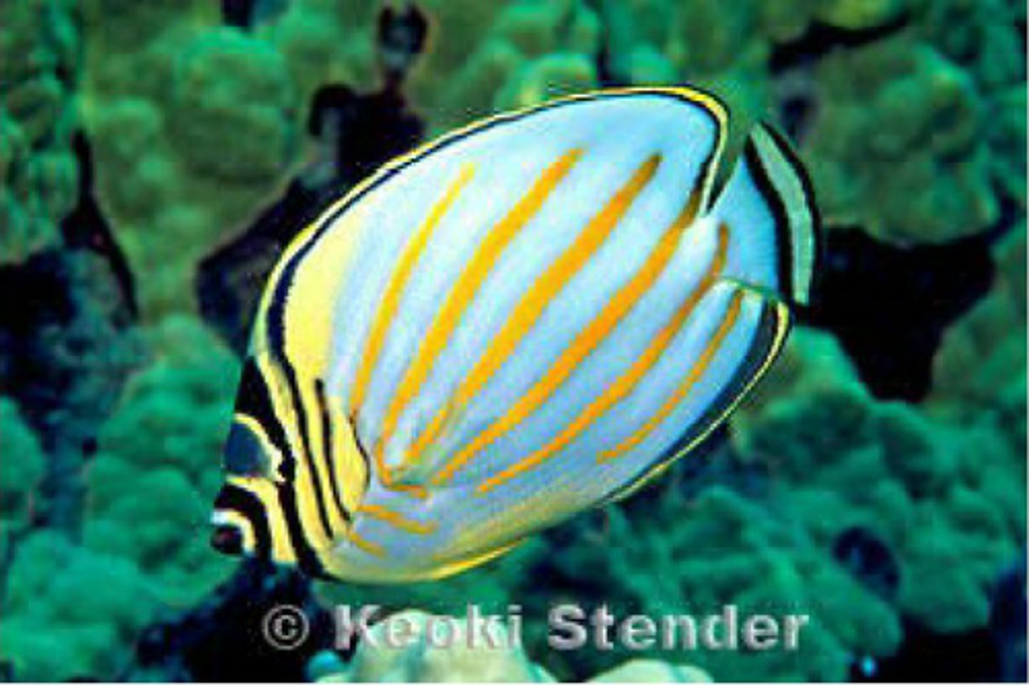 <p>Chaetodon ornatissimus</p>
