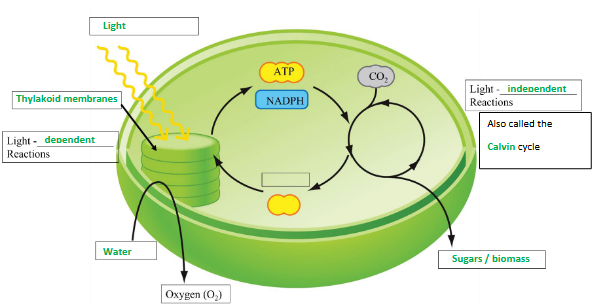 <p>Light-dependent Reactions: Where, what goes in, what comes out?</p><p>Light-independent Reactions: Also known as ______, what comes out?</p>