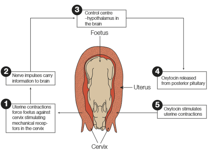 <p>Diagram shows effect of oxytocin on the uterus during the birth of a mammal</p><p>Which is correct?</p><p>J. Feedback loop: Positive - The production of oxytocin results in the production of more oxytocin</p><p>K. Feedback loop: Negative- The production of oxytocin results in the production of more oxytocin</p><p>L. Feedback loop: Positive - The production of oxytocin results in the detection of the contraction by receptors in the cervix</p><p>M. Feedback loop: Negative- The production of oxytocin results in the detection of the contraction by receptors in the cervix</p>