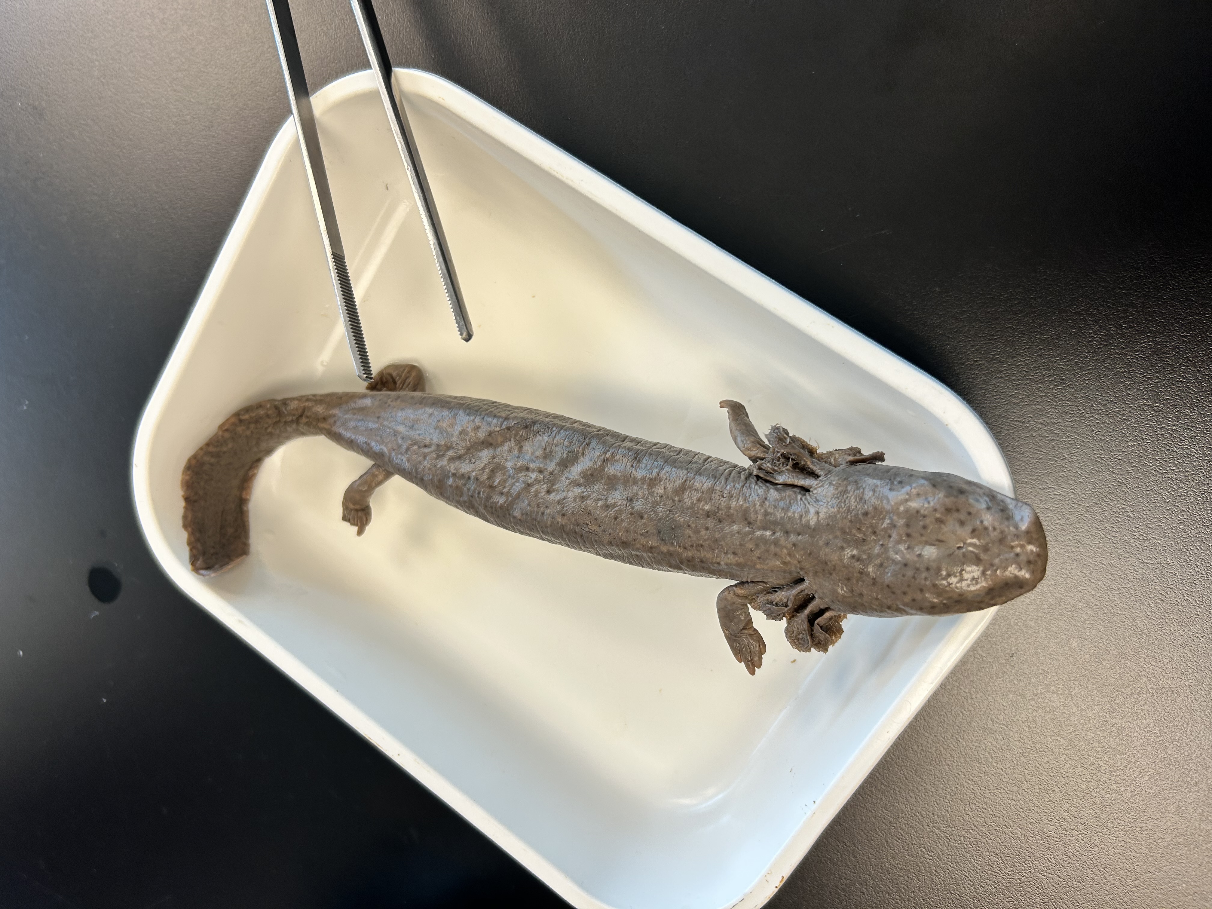 <p>Nectarus lewisi</p>