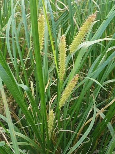 <p>Leaves glaucous above, long cylinder erect infloresence</p>