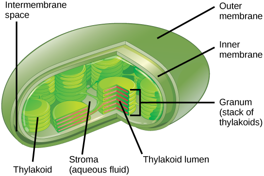 <p>chloroplasts</p>