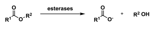 <p>turns ester into ester and alcohol </p><p>cofactor = esterases </p>