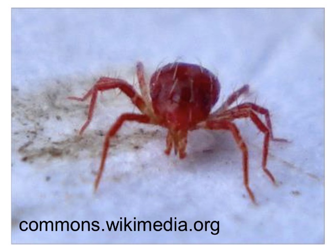 <p>What is this species that is a predatory mite </p>