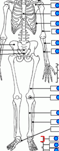 <p>7 short bones right inferior to the ankle </p>
