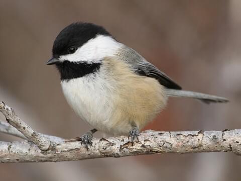 <p>Black-capped Chickadee</p>