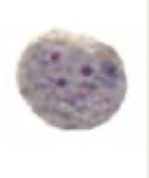 <p>What Amaeba is this?</p>