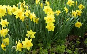 <p><span>Narcissus spp.</span></p>