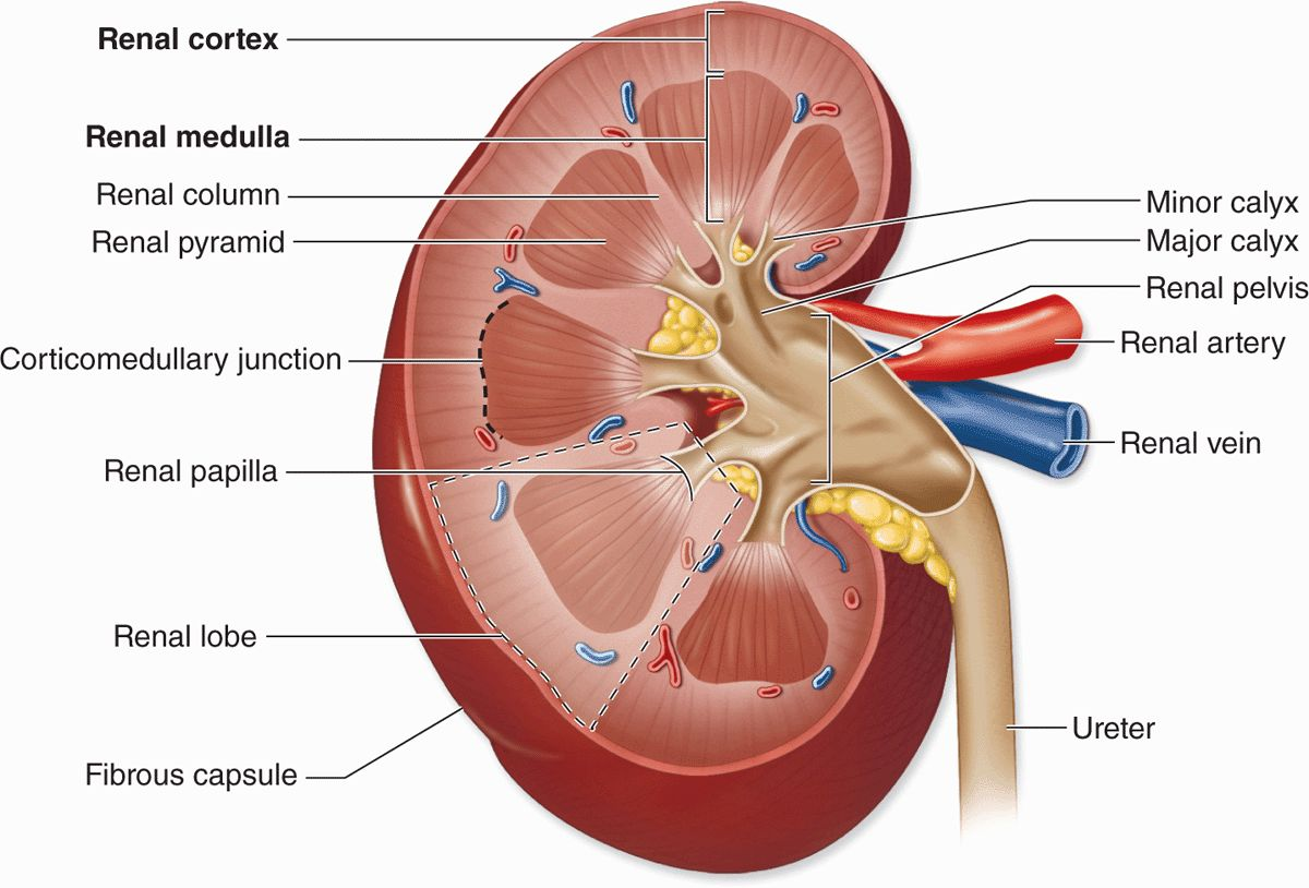 <p>diagram of renal papilla</p>