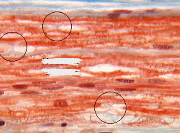 <p>what’s circled in this picture?</p>