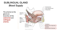<p>Submental and Sublingual arteries</p>