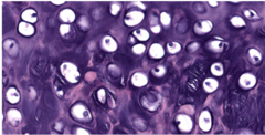 <p>Identify the cell</p>