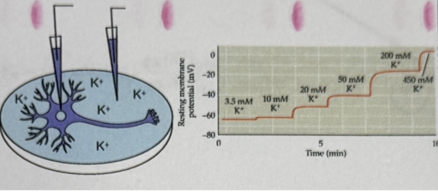 <ul><li><p>Did same thing as above for potassium.</p><ul><li><p>Found that as extracellular potassium concentration increased RMP increased which shows potassium plays a very big role in setting RMP</p><ul><li><p>Membrane is very permeable to potassium at rest</p></li></ul></li></ul></li></ul><p></p>
