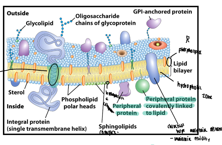 <p>Integral goes fully through membrane and can be glycoconjugate.</p><p>Peripheral is covalently linked to lipid bilayer on either side.</p>