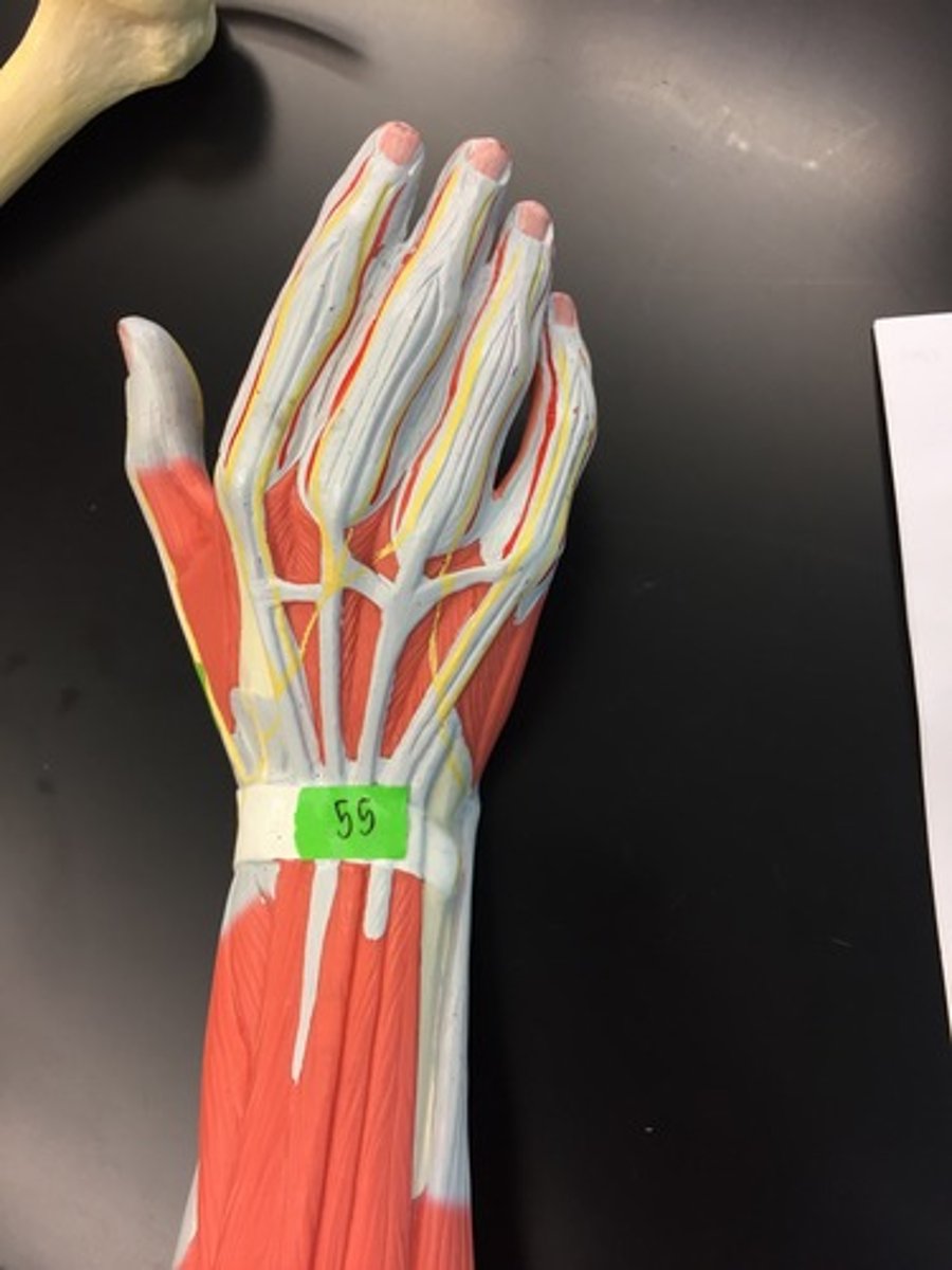 <p>origin: N/A</p><p>insertion : N/A</p><p>action: tendon sheath for extensor tendons</p>