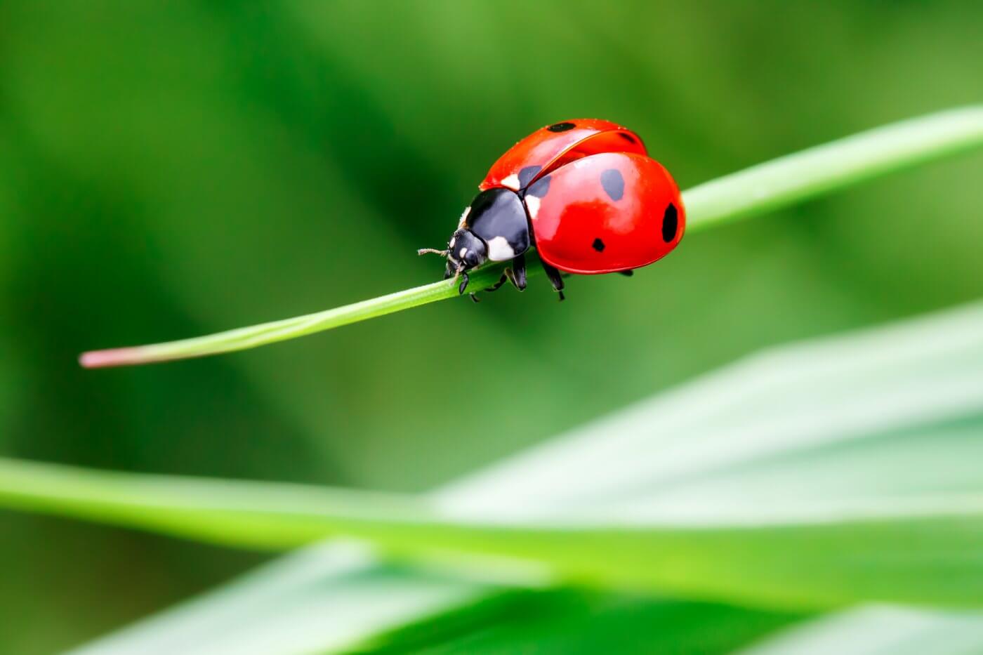 <p>a ladybug</p>