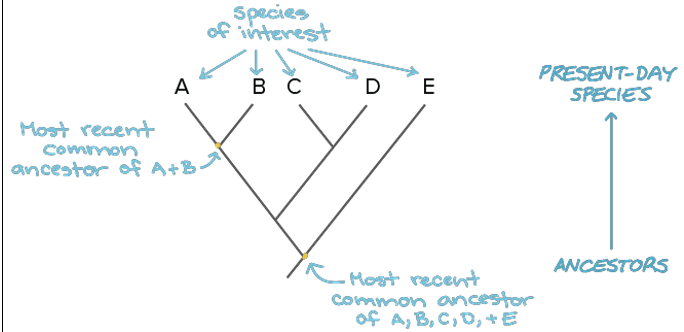 <p>Visual chart for building a phylogenetic tree</p>
