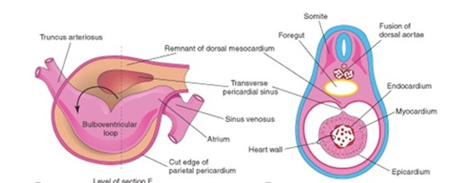 <p>structure of the heart tube that makes up the arterial part of the tube and gives rise to the aortic arches</p>