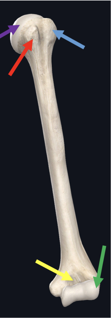 <p><span>Identify the structure at the tip of the green arrow</span></p>