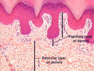 <p>Outer layer of the dermis; areolar tissue containing small capillaries, lymphatics, sensory neuron processes </p>