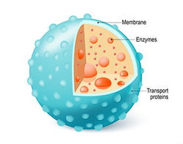 <p>Contain digestive enzymes that break down waste materials, foreign invaders, and old cell parts.</p><p><span>“Garbage disposals” of cells contain digestive enzymes that dispose of cellular debris &amp; worn cellular parts</span></p><ul><li><p><span>Autophagy—digestion of the cell’s surplus organelles</span></p></li><li><p><span>Autolysis—“cell suicide”: digestion of a surplus cell by itself</span></p></li><li><p>Abundant in the cells of the liver and kidneys</p></li></ul><p></p>