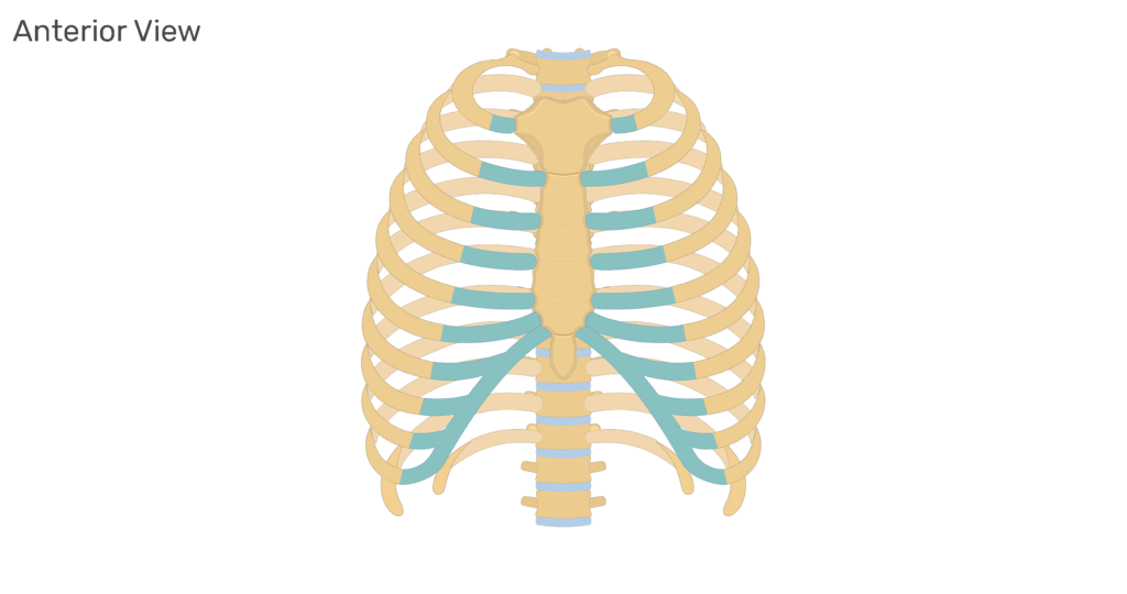 <p>Four Regions of the Ribs</p>
