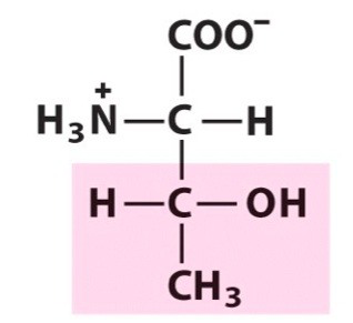 <p><span>Polar amino acid. Uncharged. [Thr, T]</span></p>