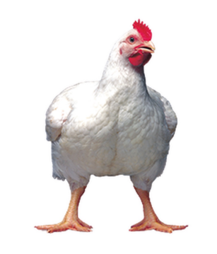 <ul><li><p>broiler type</p></li><li><p>2.4-2.5 kg at 38-42</p></li><li><p>UK</p></li><li><p>Fast growth, robuts, high meat yield, consistent performance</p></li></ul><p></p>
