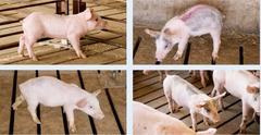 <p>Which stage would you put these pigs at for individual care: A, B or C</p>