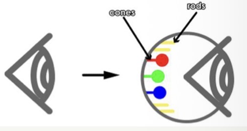 <p><strong>Cones</strong> in the macula interpret <strong>colour</strong></p><p><strong>Rods</strong> in periphery interpret <strong>brightness</strong> or <strong>luminosity</strong></p><p>When staring at colour for a while- ability to perceive tone decreases (adaptation)- negative persisting image- AFTERIMAGE</p><p>avoid by looking a blue cardboard for 5 secs</p>