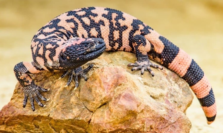 <p>What is unique about this animal? </p>