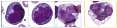 <p>production of monocytes</p><p>-growth factors IL-3, GM-CSF, M-CSF, and IL-34</p><p>may become macrophages or dendritic cells in tissues (influenced by amounts of various cytokines)</p><p>marrow transit time: 3 days</p>