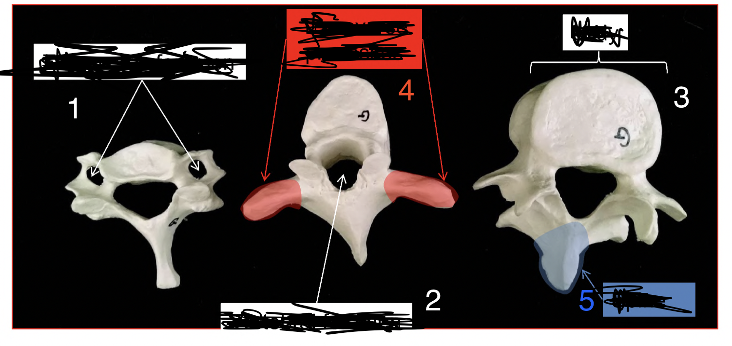 <p>what does 3 identify</p>