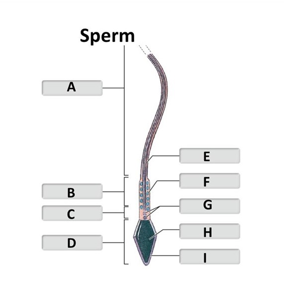 <p><span>mitochondrial spiral</span></p>