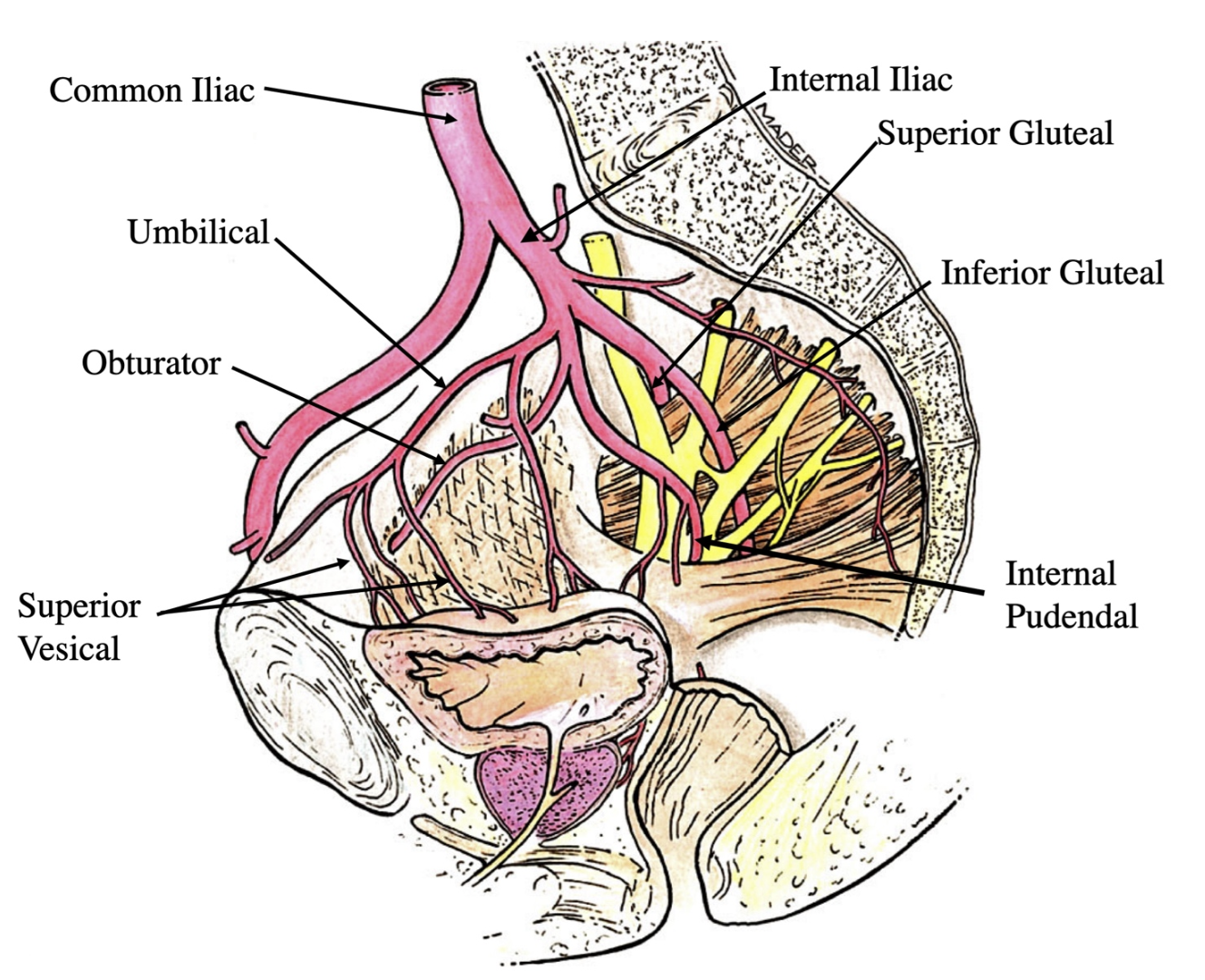 <p>medial umbilical ligament </p>