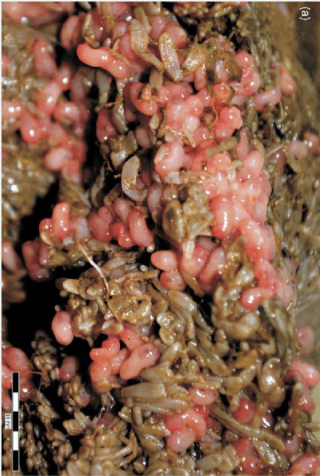 <p><em>Paramphistomum cervi</em>: Fluke migration path in host, migration causes?</p>