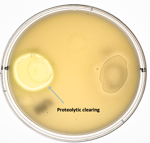 <p>differential</p><p>tests for enzyme caseinase which hydrolyzes casein into amino acids</p>