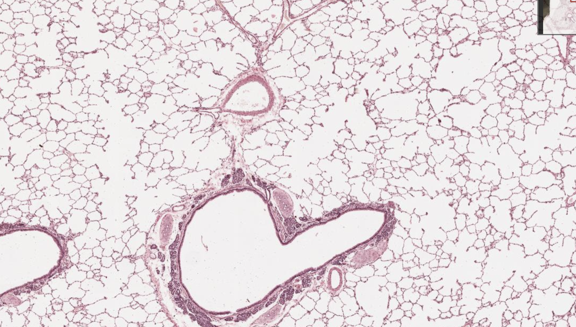 <p>what is this?</p>