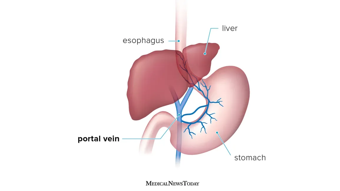 <p>hepatic portal vein</p>