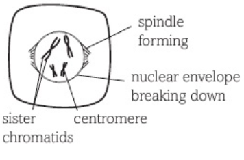 <ul><li><p>chromosomes thicken + DNA supercoils </p></li><li><p>nuclear envelope breaks down</p></li><li><p>centriole divides and centrioles move to poles</p></li><li><p>tubulin threads form between centrioles</p></li></ul><p></p>
