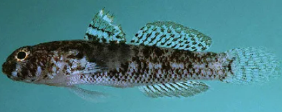 <p>2 separate dorsal fins, small scales, found around the sand, largest family of marine fish</p>