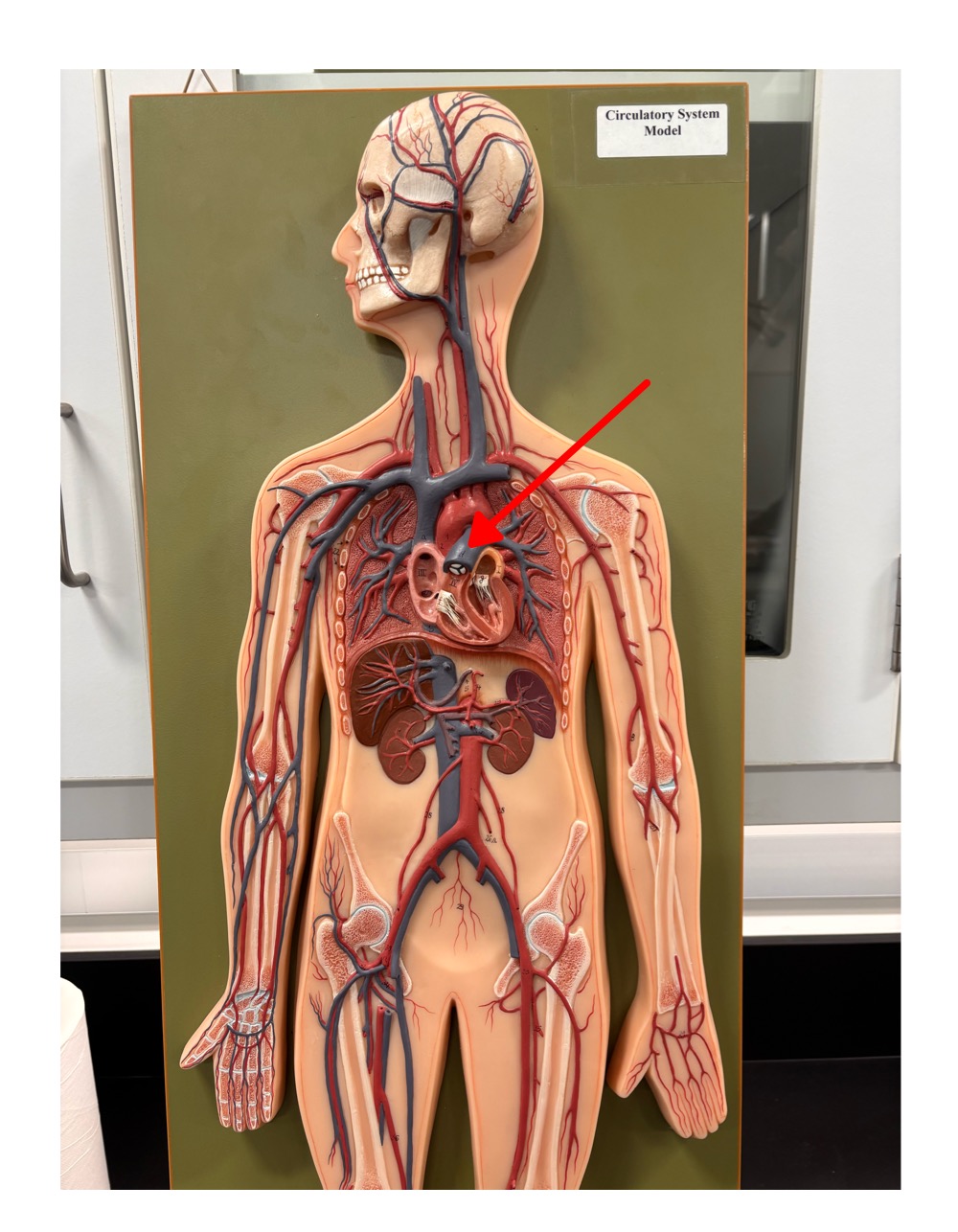 <p>name the blood vessel</p>