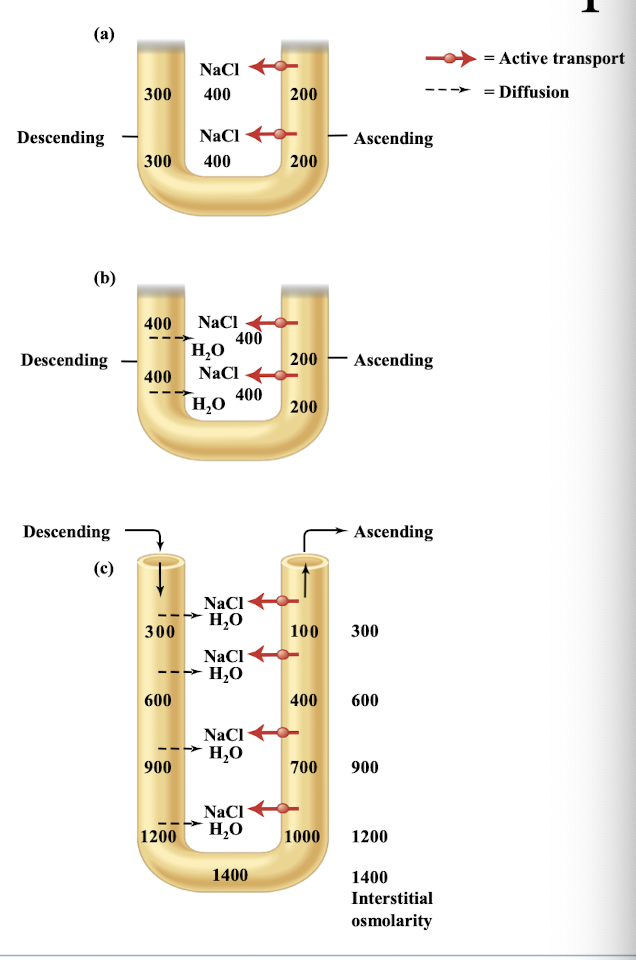 <p>process in the Loop of Henle that uses fluid flow in opposite directions to build a salty concentration gradient</p>