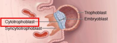 <p>Maintains implanted blastocyst cellular structure</p>